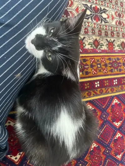 black and white beautiful cat , View more