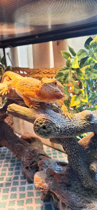 Female Bearded dragon 10 months old.  Comes with everything!