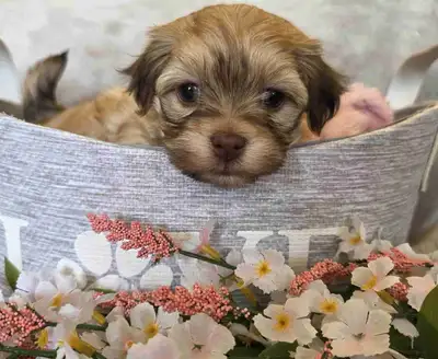Beautiful CKC Registered Purebred Havanese puppies!!! They will be ready for their new homes the beg...