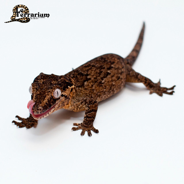 Gecko gargouille - Réticulé - Femelle dans Reptiles et amphibiens à adopter  à Ville de Québec