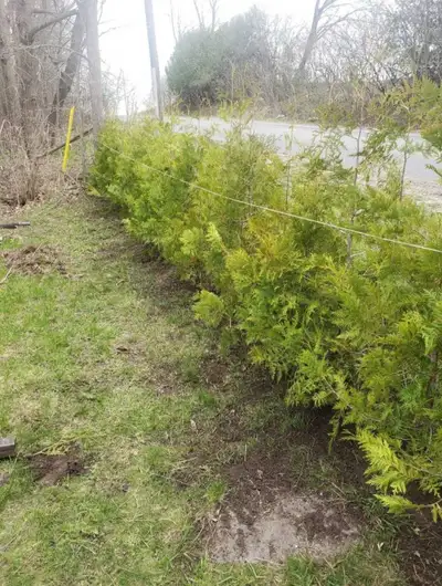 5 FT Eastern white cedar trees for sale. $28 per tree (includes delivery and installation of your pr...
