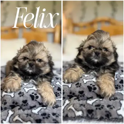 Beautiful pure shih tzu babies ready to go!, View more