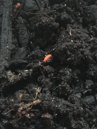 Orange Springtails