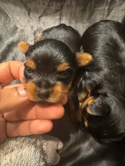 Male Yorkies, View more