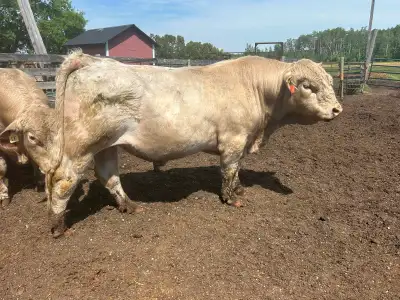 3 year old Charolais Bull, View more