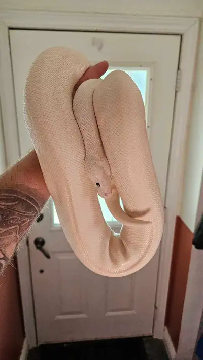This stunning female Blue-Eyed Leucistic (BEL) Ball Python is in excellent, healthy condition and is...