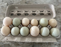 Free range Duck eggs $6 a dozen 