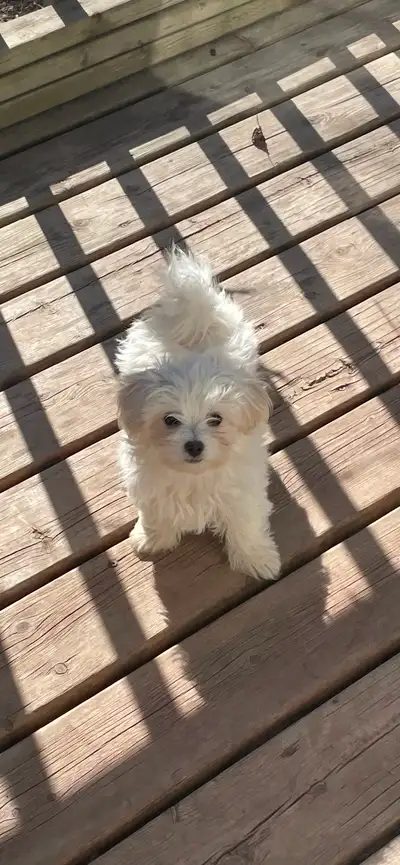 Shih Tzu Poodle pups, View more