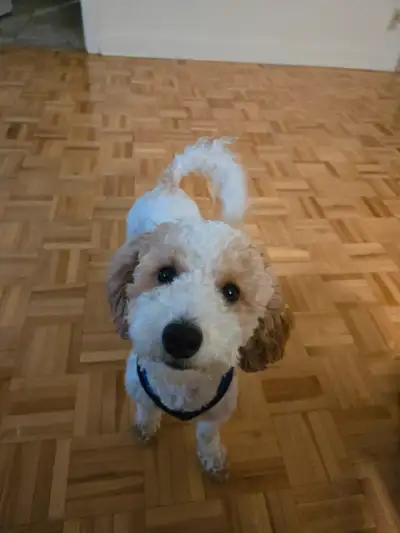 10 Month old Bichon Poodle looking for a family home, View more