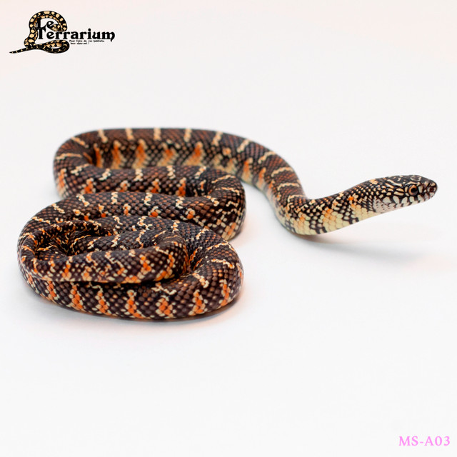 Serpent roi de la Floride - Régulier het hypo - Femelle dans Reptiles et amphibiens à adopter  à Ville de Québec - Image 2
