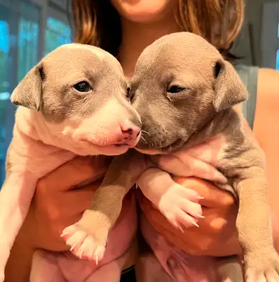 5 beaux petits chiots Lévriers Italiens nés le 25 avril 2025. 3 femelles et 2 mâles. Ils seront prêt...