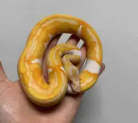 Male Yellowbelly Dreamsicle Ball Python 