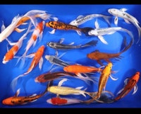 Japanese koi Kawartha Lakes Peterborough Area Preview