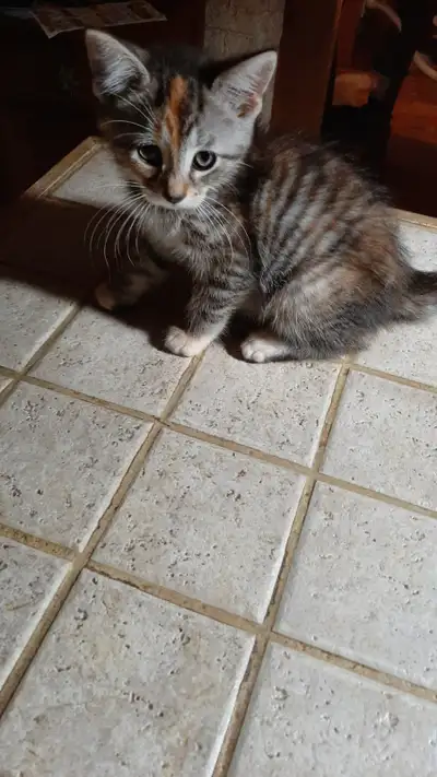 Bonjour nous avons une gentille chaton tigrée blanc et rousse...très sociable.....ronronneuse... Hab...
