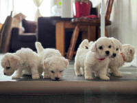 Bichon Frise puppies for sale!