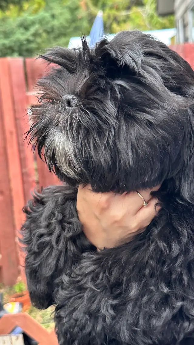 Shih tzu puppies 2 left in Dogs & Puppies for Rehoming in Vernon - Image 4