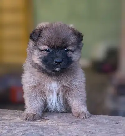 Pomeranian puppies, View more