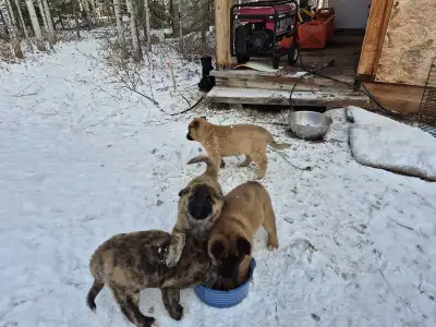 Puppies, Akita x Belgian Shepherd , View more