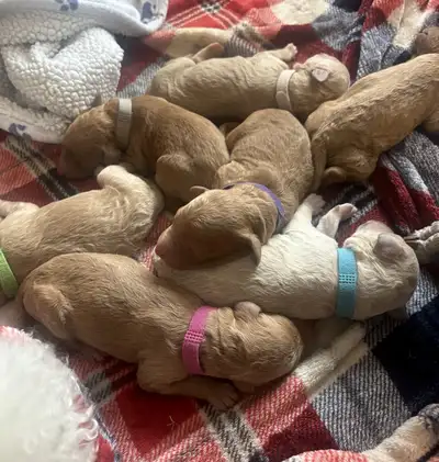 CKC REGISTERED STANDARD POODLE PUPPIES- Prairie Belle Poodles, View more