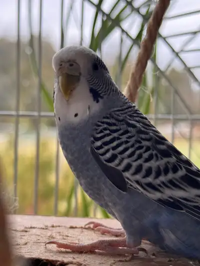 female budgie, View more