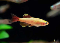 Gold cloud minnows x4