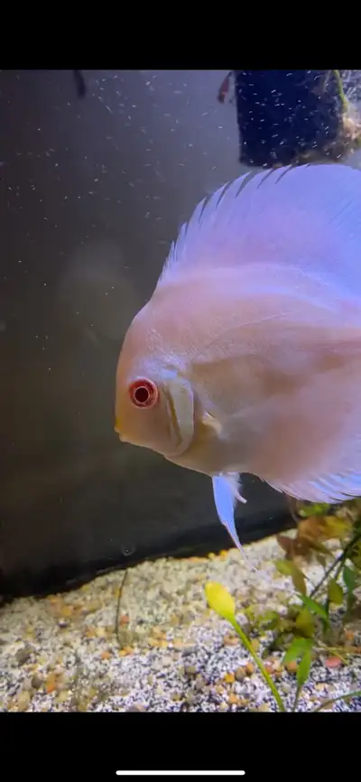 Albino platnium discus , View more