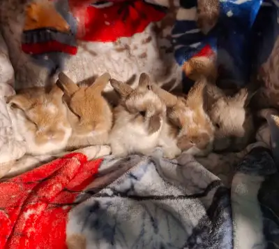 stunning baby mini lop bunnies, View more