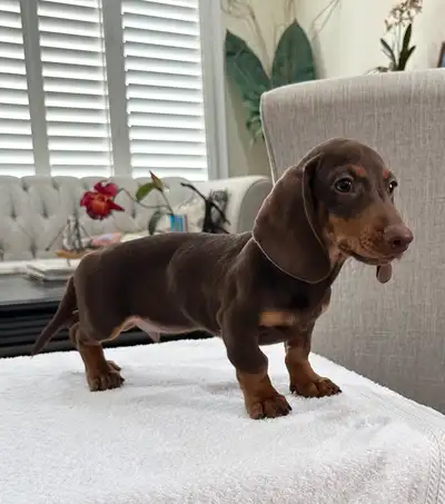 Miniature Dachshund Puppies, View more