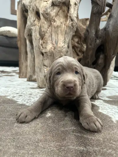 We just welcomed a beautiful litter of pups Call or text if interested We have a few left they will...