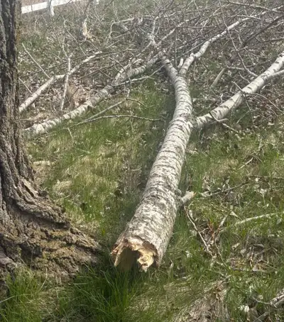 Fire Wood for Free , View more