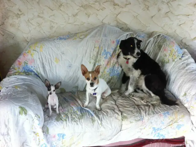 CANCELLED TEES 7 BUS MARKET SALE - ANIMAL FUNDRAISER in Events in Red Deer - Image 9