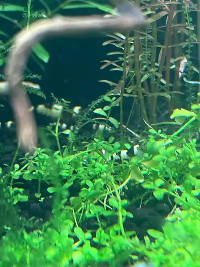Crystal Black Caridina shrimp, View more