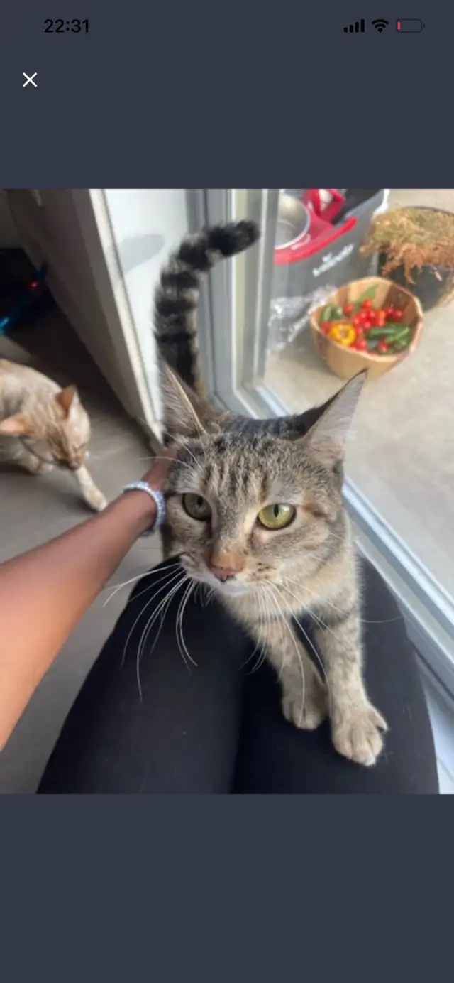 Bengal/Tabby Roux | Cats & Kittens for Rehoming | Laval / North Shore ...