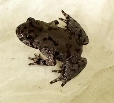 Adorable baby Fire Bellied Toads! Amazing active species! , View more