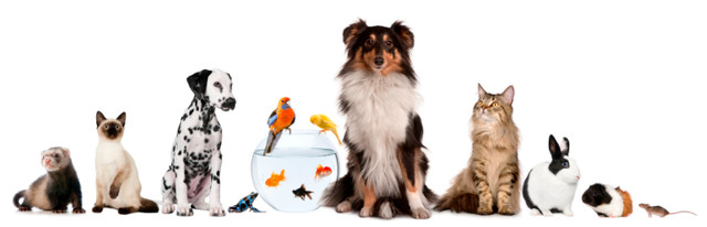 Mobile Pet Caretaker (Sitter) in Animal & Pet Services in Oshawa / Durham Region