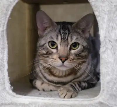 Purebred Silver Bengal Male, TICA Registered, View more
