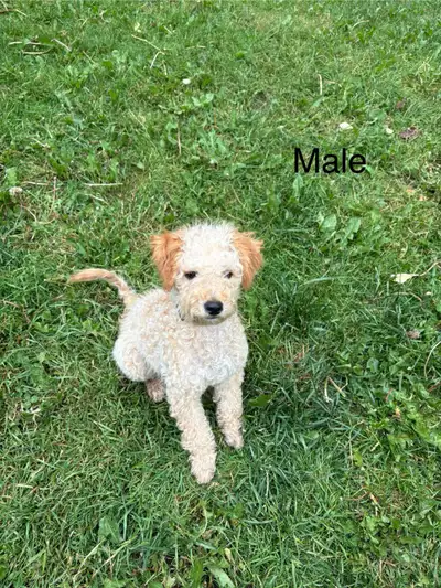 Last boy and girl toy poddle looking for re home. 4 months old. Vacination included + food + pee pad...