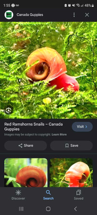 Ramhorn snails. 
