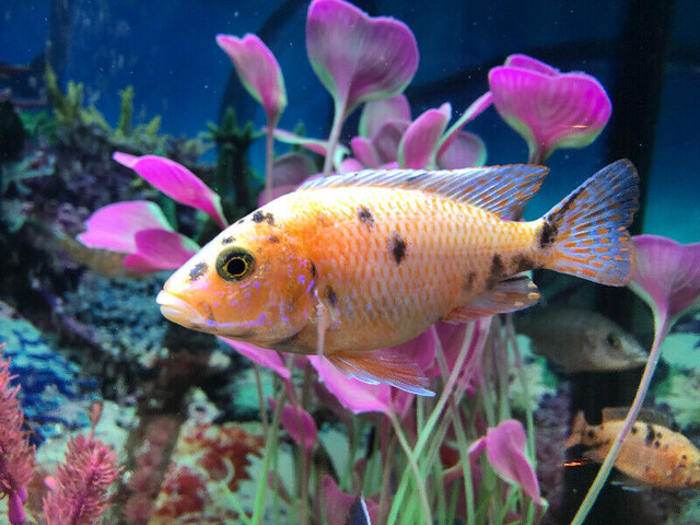 Cychlidee africains bébés à $5 différents grosseurs à Repentigny dans Poissons à adopter  à Laval/Rive Nord - Image 2