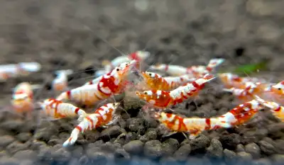 Caridina Shrimp Red, View more