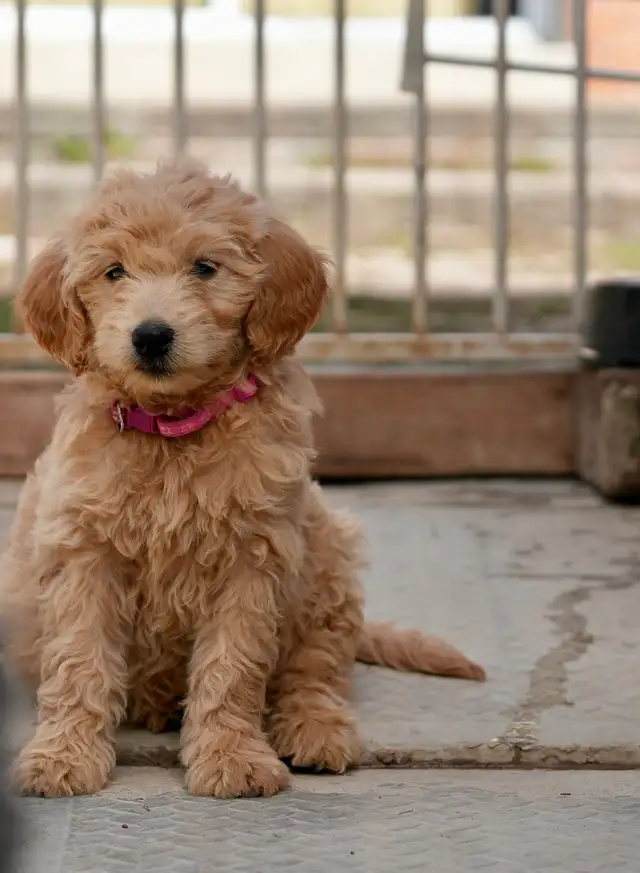 Goldendoodle Puppies in Dogs & Puppies for Rehoming in Mississauga / Peel Region - Image 9