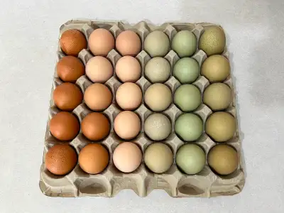BYM & Pure Brahma Hatching Eggs & Chicks, View more