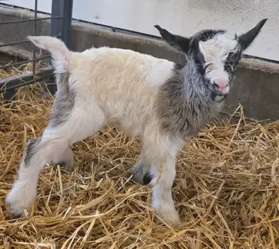 Miniature Silky Fainting Goats (long hair), View more