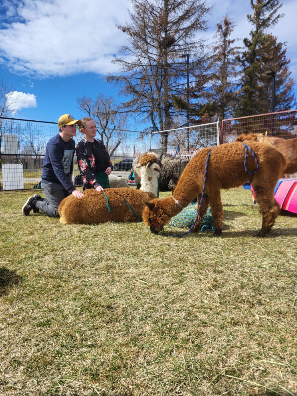 Mobile petting zoo and pony rides, we travel to your events! in Other in Lethbridge - Image 4