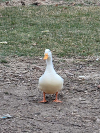 Male pekin duck