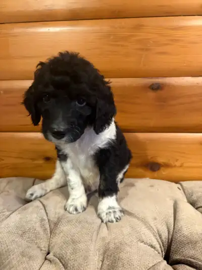 F1b cockapoo Smoothie Boy!, View more