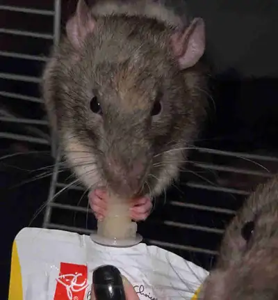 two brother rattys free, View more