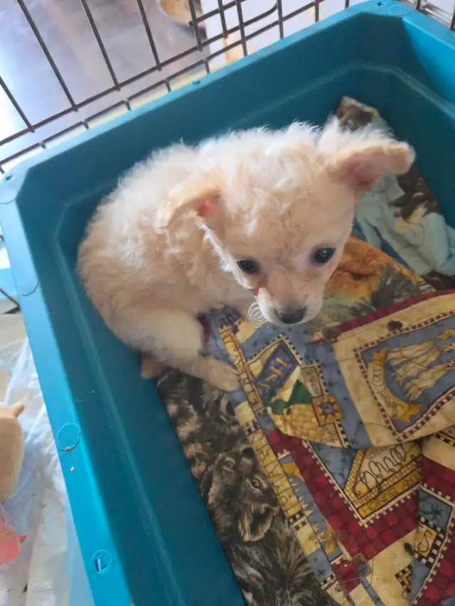 Chihuahua Puppies