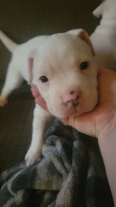 Puppies ready, View more