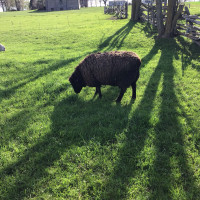 Black ewe sheep